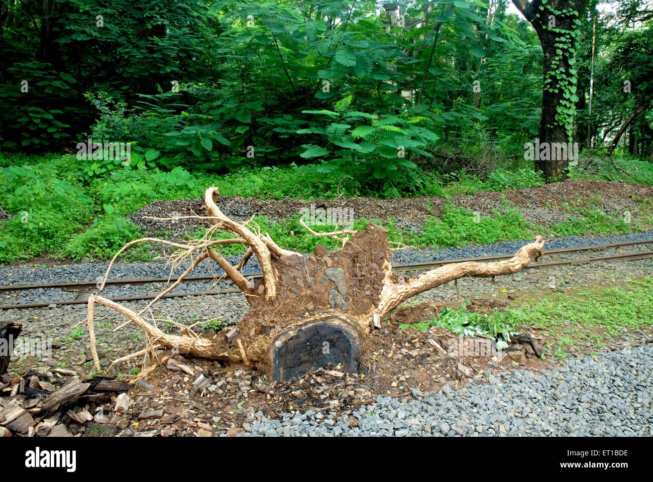 Broken tree ; dead tree ; Sanjay Gandhi National Park ; Borivali ; Bombay ; Mumbai ; Maharashtra ; India ; Asia ; Asian ; Indian Stock Photo