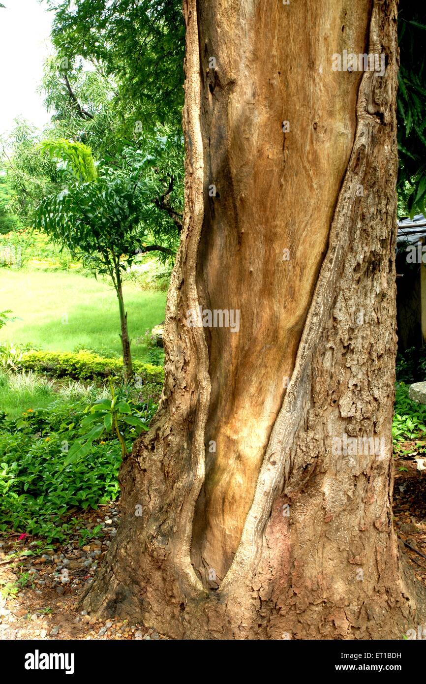 Tree trunk at Sanjay Gandhi National Park ; Borivali ; Bombay ; Mumbai ; Maharashtra ; India ; Asia ; Asian ; Indian Stock Photo