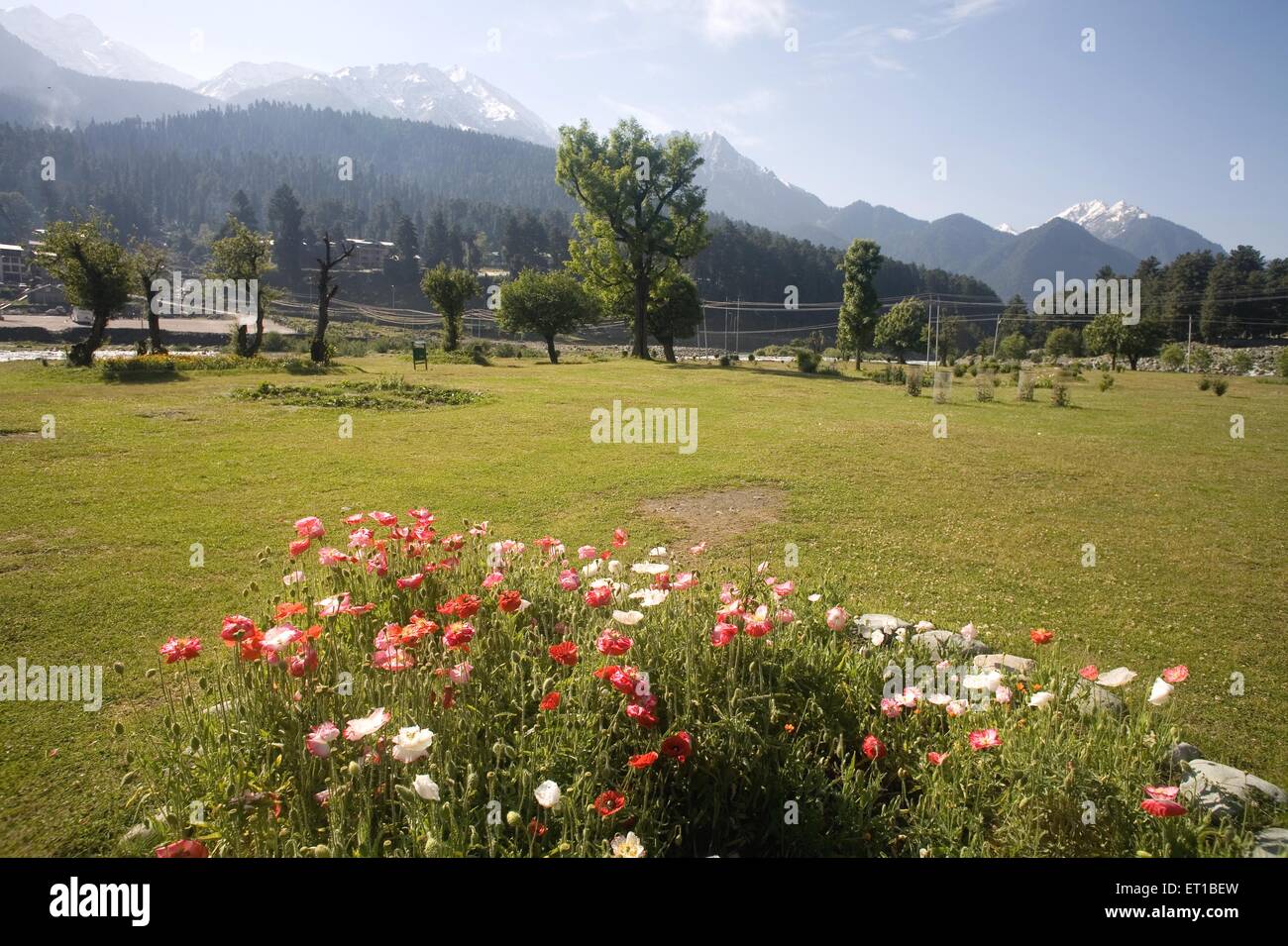 Himalayan flowers ; Kashmir garden ; Pahalgam ; Himalaya ; Jammu and