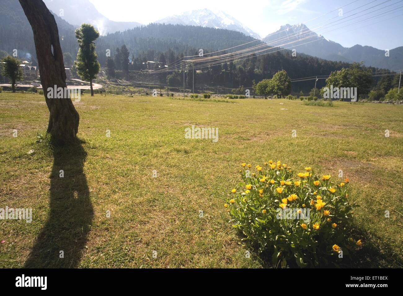 Himalayan flowers ; Pahalgam ; Himalaya ; Jammu and Kashmir ; India Stock Photo