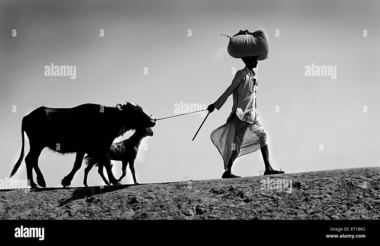 Rural man going with cow and goat ; Jodhpur ; Rajasthan ; India MR#746B Stock Photo