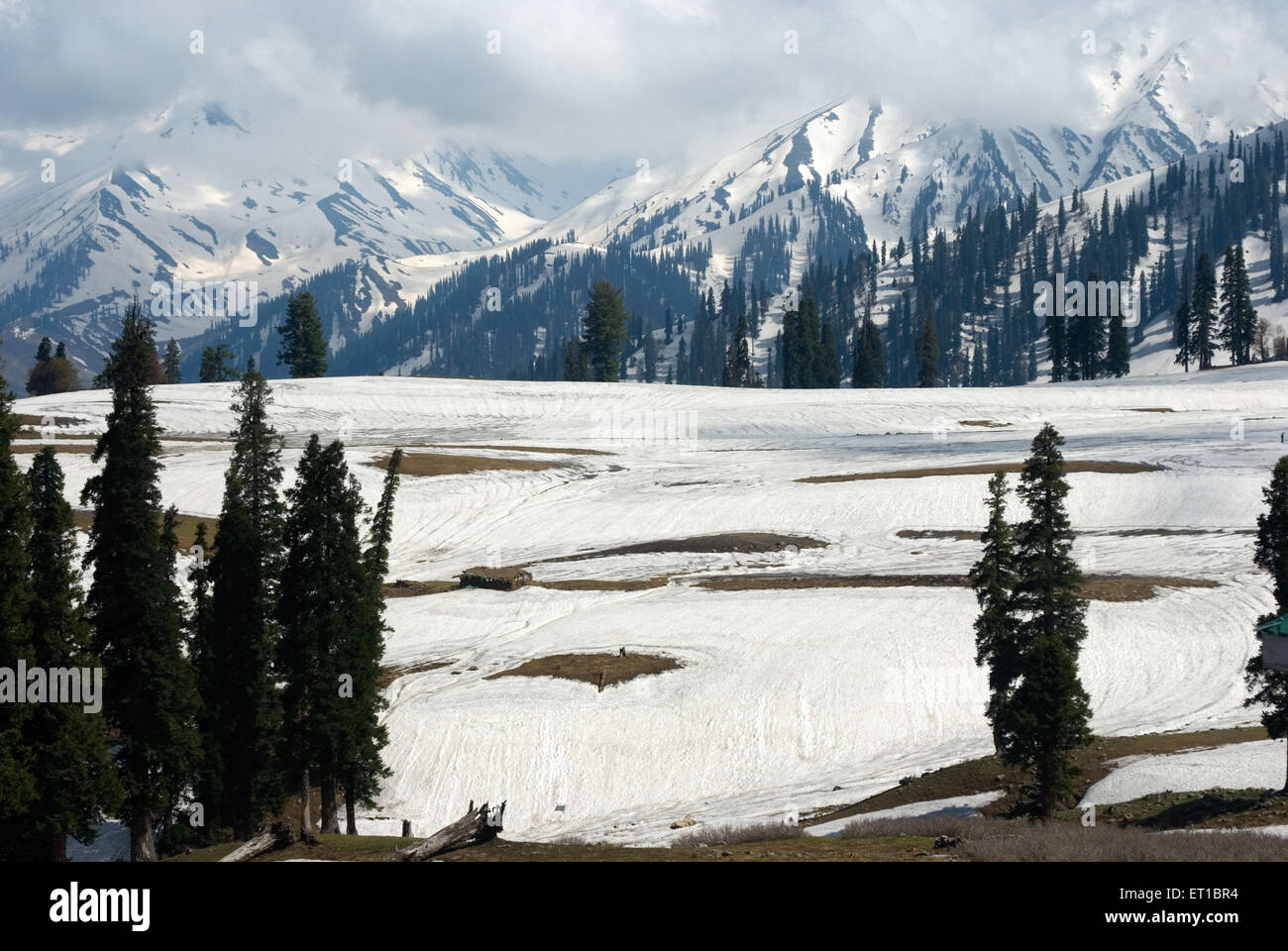 Chinar trees, snow mountains, Gulmarg, Jammu and Kashmir, union territory, UT, India, Asia Stock Photo