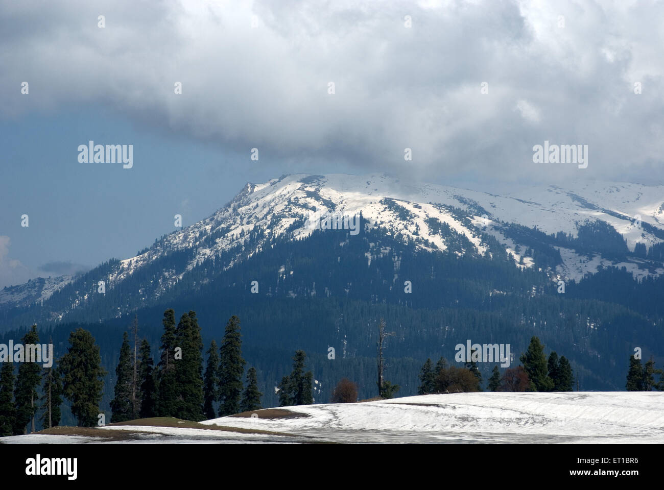 Chinar trees, snow mountains, Gulmarg, Jammu and Kashmir, union territory, UT, India, Asia Stock Photo