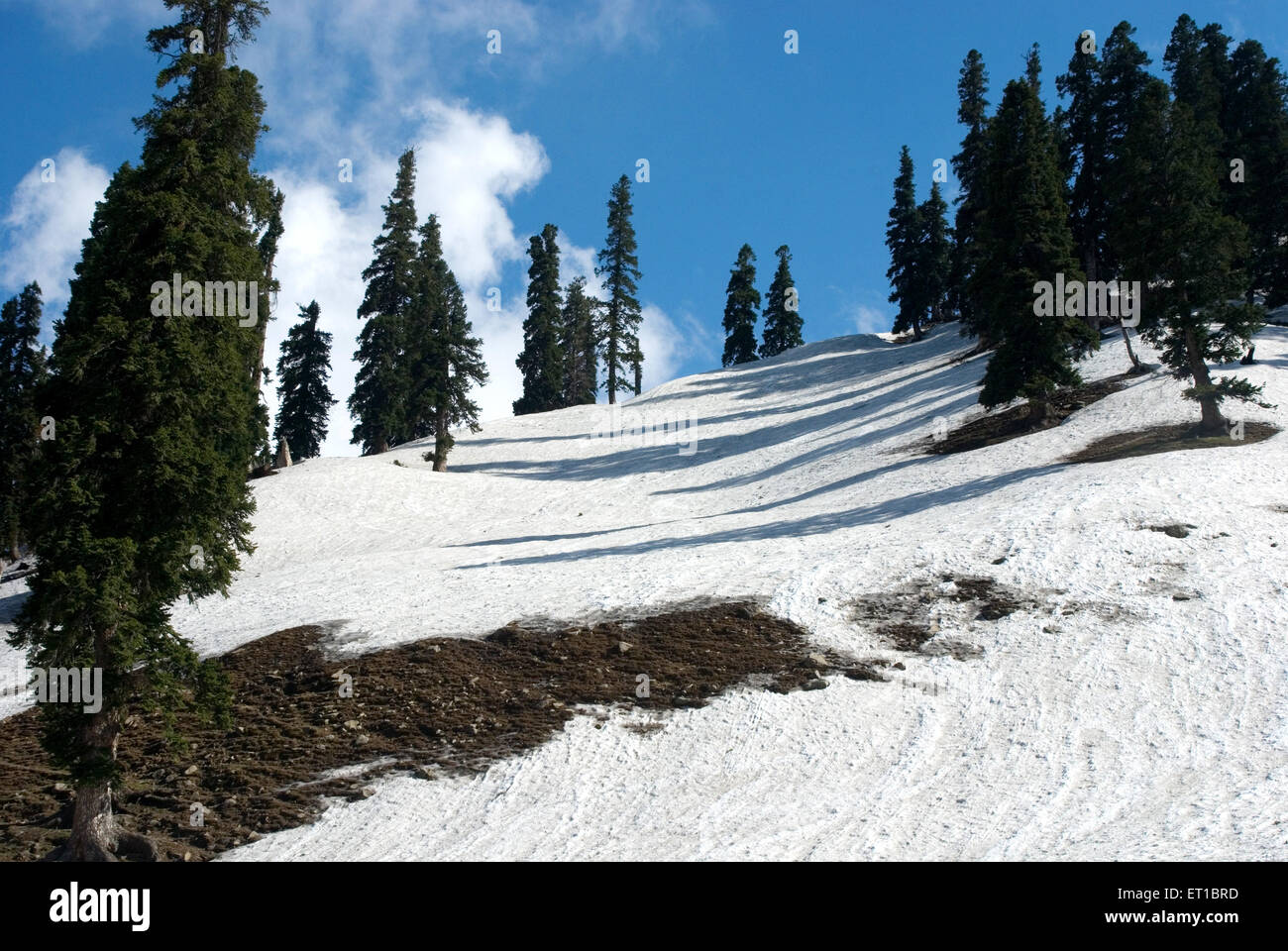 Trees in snowy ground against blue sky Gulmarg Jammu and Kashmir India Asia Stock Photo