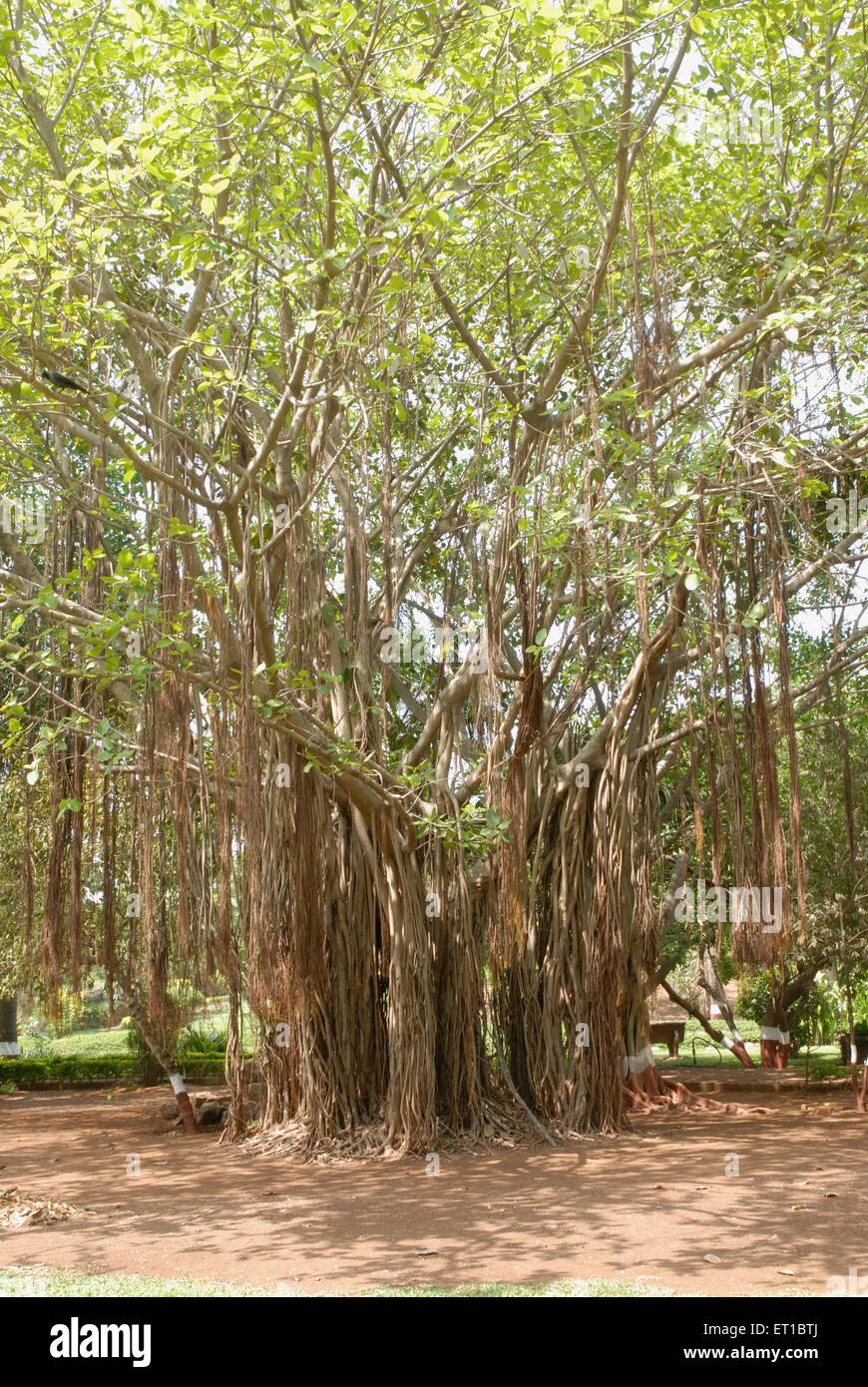 Banyan tree at BPT Garden Sagar Upvan ; Colaba ; Bombay Mumbai ; Maharashtra ; India Stock Photo