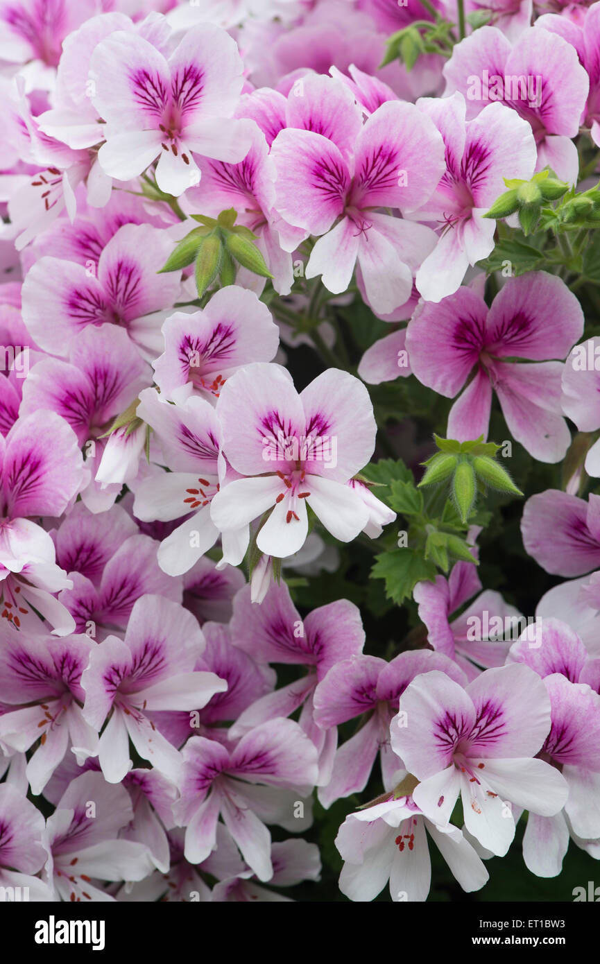 Pelargonium 'imperial Butterfly' Flowers Stock Photo - Alamy