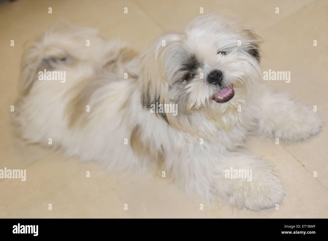 Pet dog Chinese breed in Borivali Mumbai at Maharashtra India Asia Stock Photo