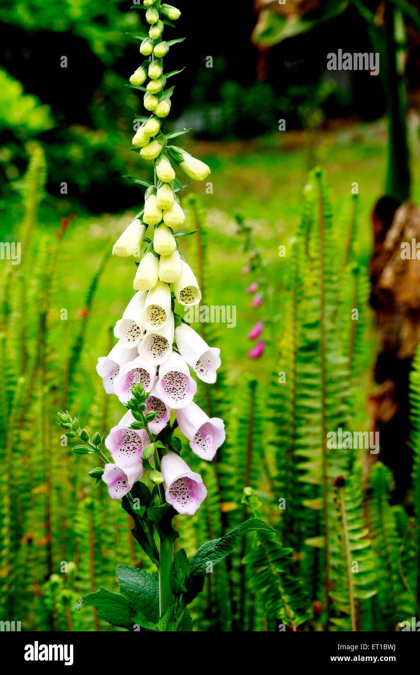 foxglove flower, Digitalis purpurea flower Stock Photo