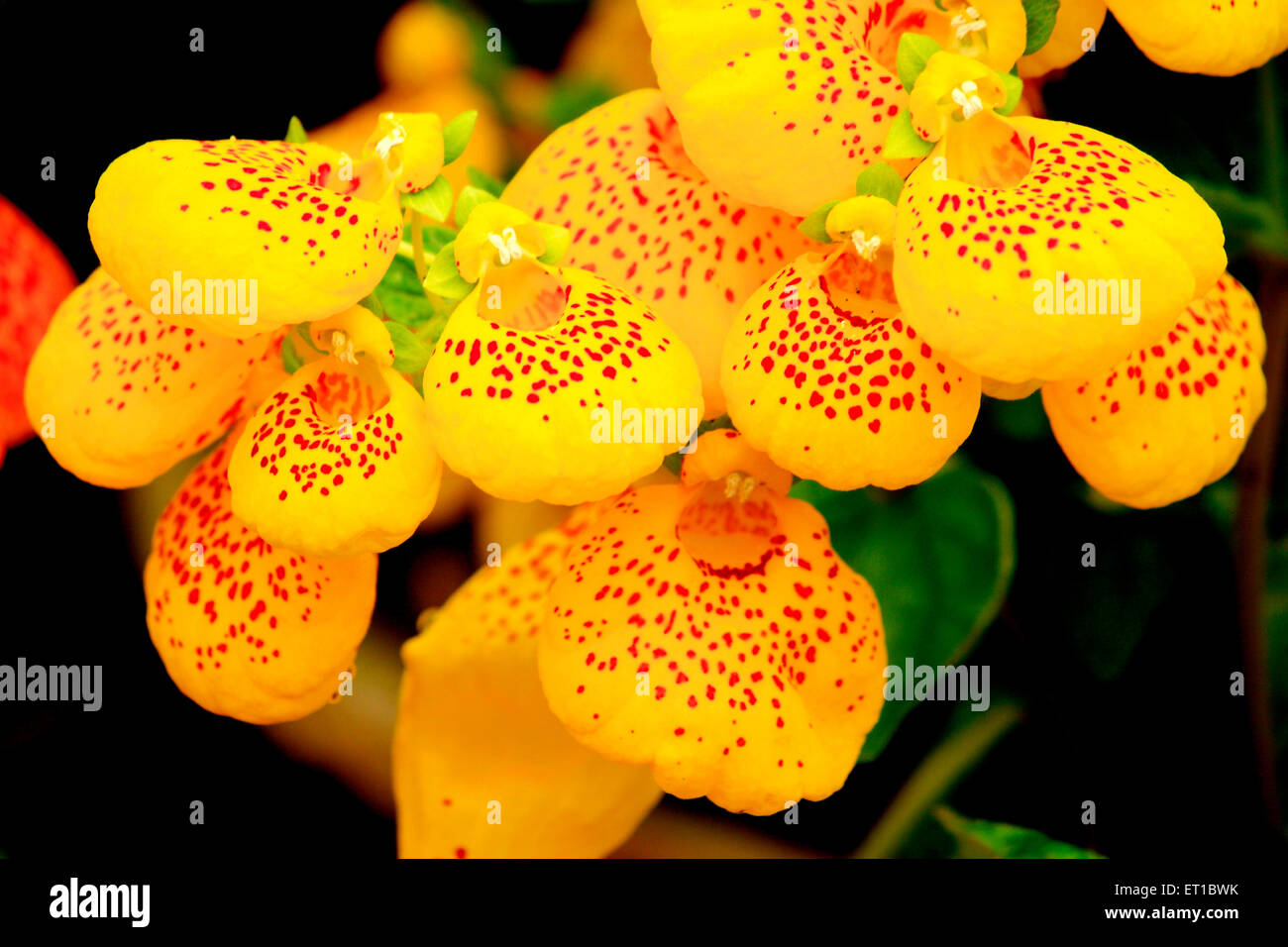 Calceolaria Herbeohybrida Group yellow flowers Stock Photo