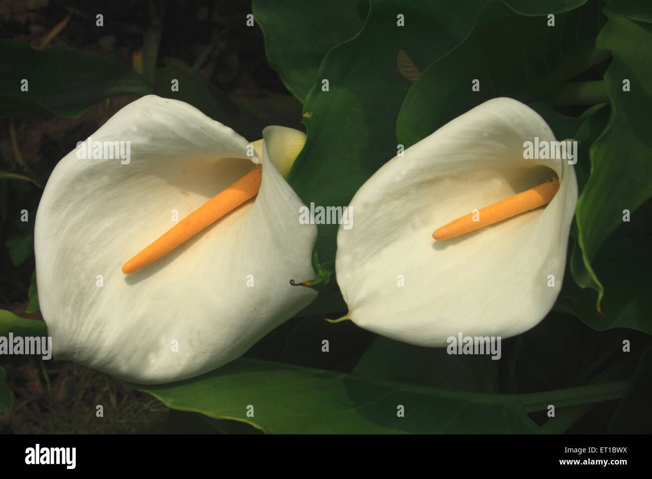 White arum lily leaves hires stock photography and images Alamy