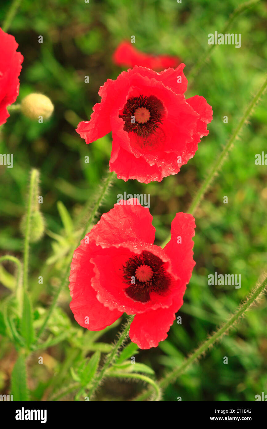 Linum grandiflorum, flowering flax, red flax, scarlet flax, crimson flax, red flower Stock Photo