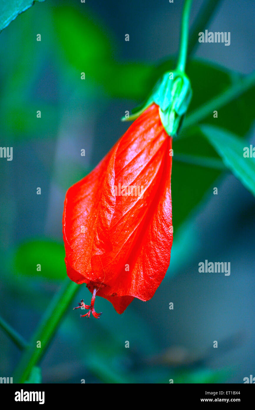 Wax mallows, Malva viscus, red flower, Malvaviscus, Turk's cap mallow, wax mallow, sleeping hibiscus, mazapan Stock Photo