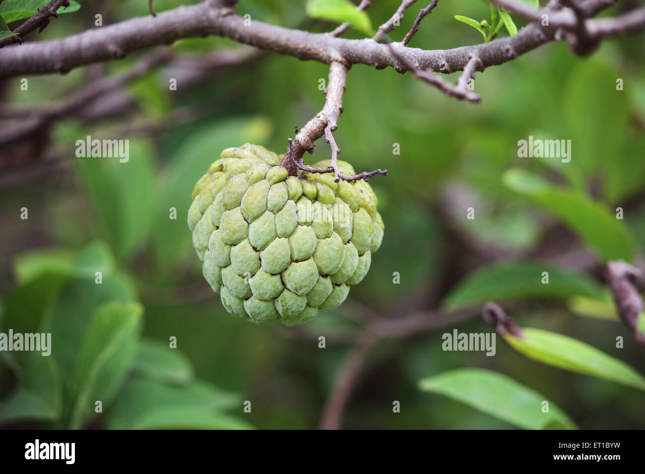 Fruits ; custard apple ; Sangli ; Maharashtra ; India 2009 Stock Photo