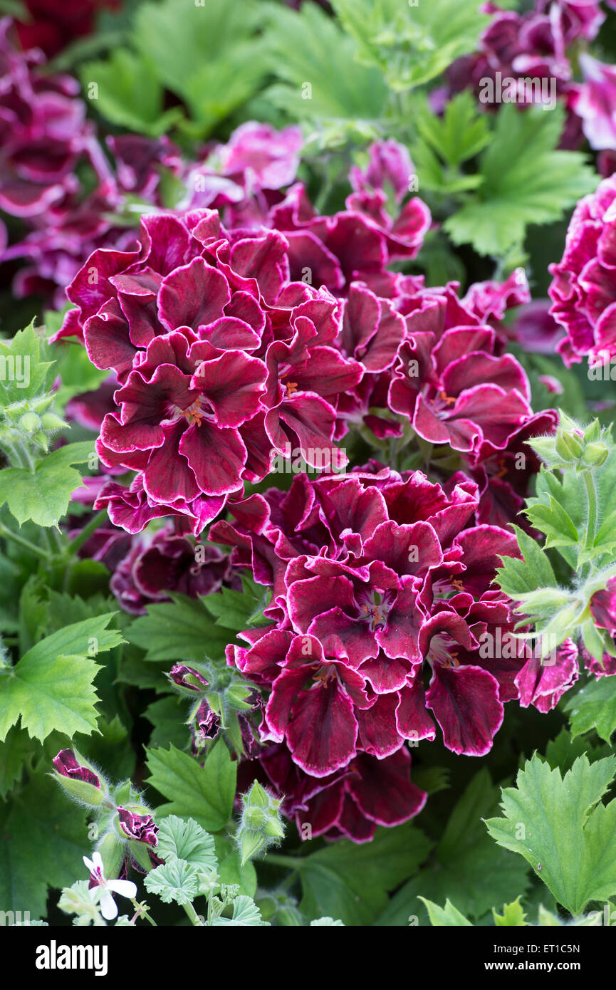 Pelargonium 'south american bronze' flowers Stock Photo