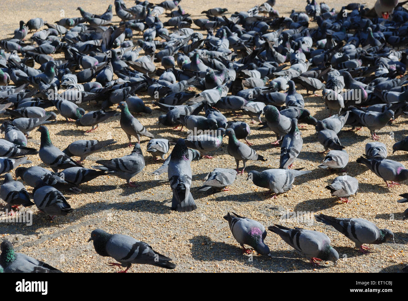 Pigeons feeding Jaipur Rajasthan India Asia Stock Photo