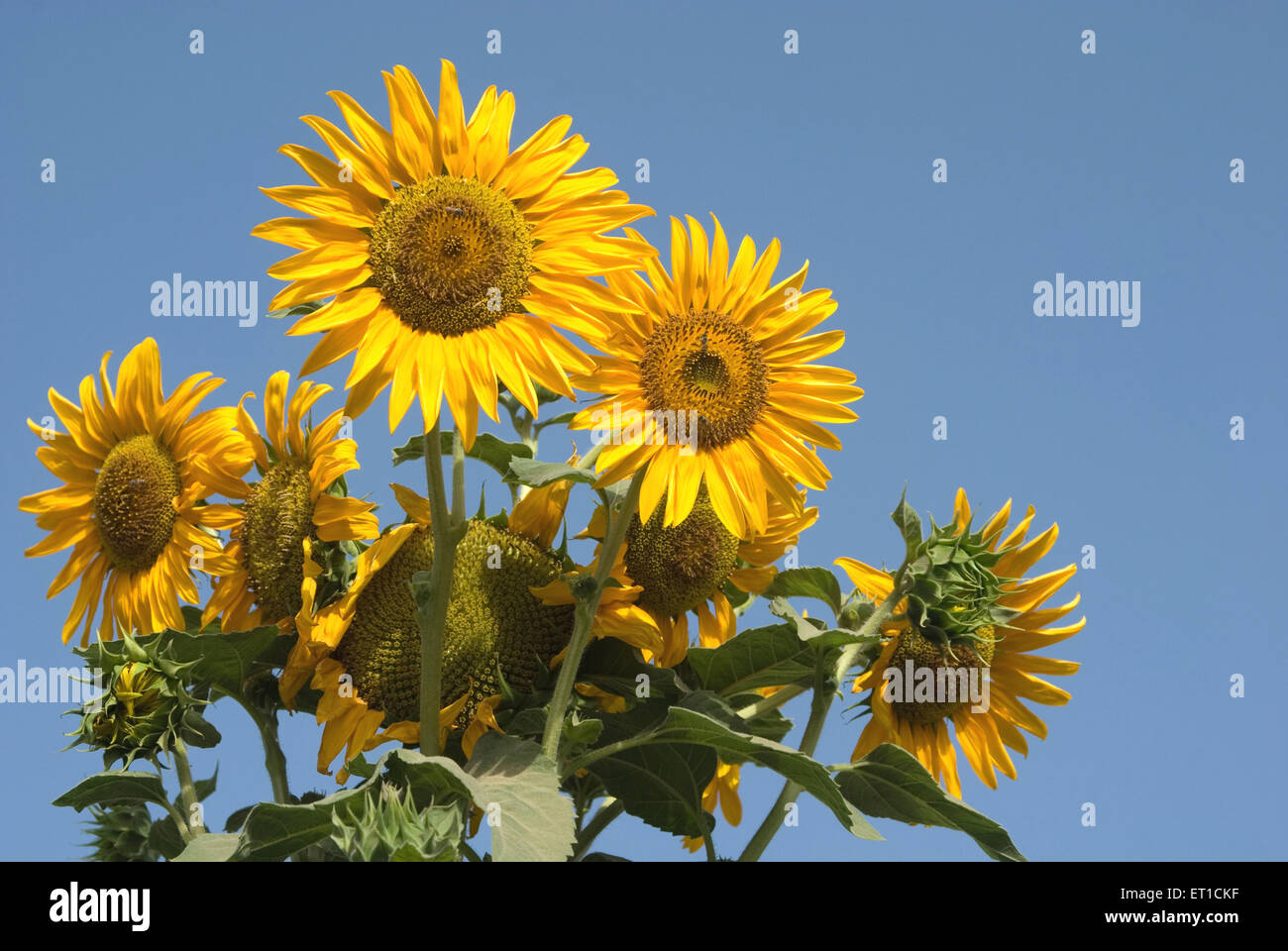 Sunflowers ; helianthus annuus ; Jodhpur ; Rajasthan ; India Stock Photo