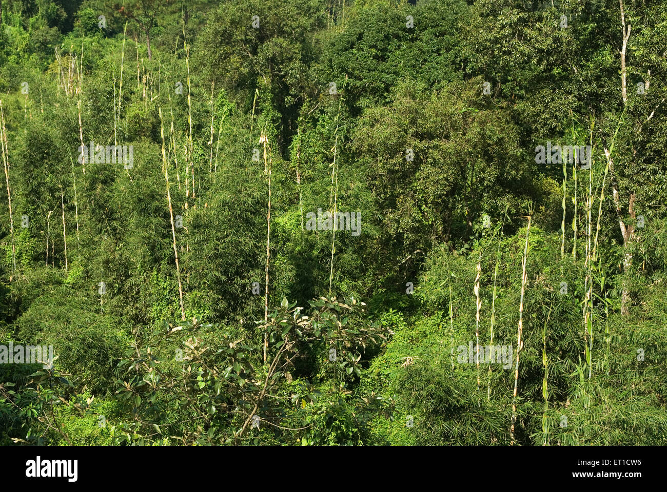 Bamboo trees ; Shillong ; Meghalaya ; India Stock Photo Alamy