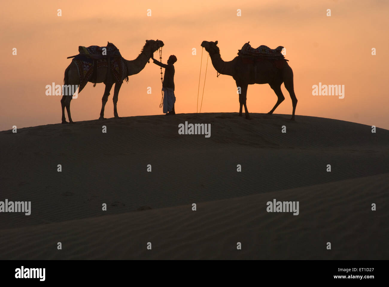 Man with camels standing on sand dune of khuhri ; Jaisalmer ; Rajasthan ; India Stock Photo