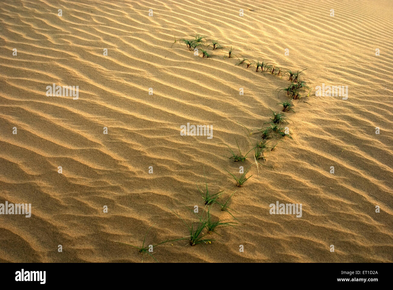 Deep ripples and ridges of sand with grass in desert of khuhri ; Jaisalmer ; Rajasthan ; India Stock Photo