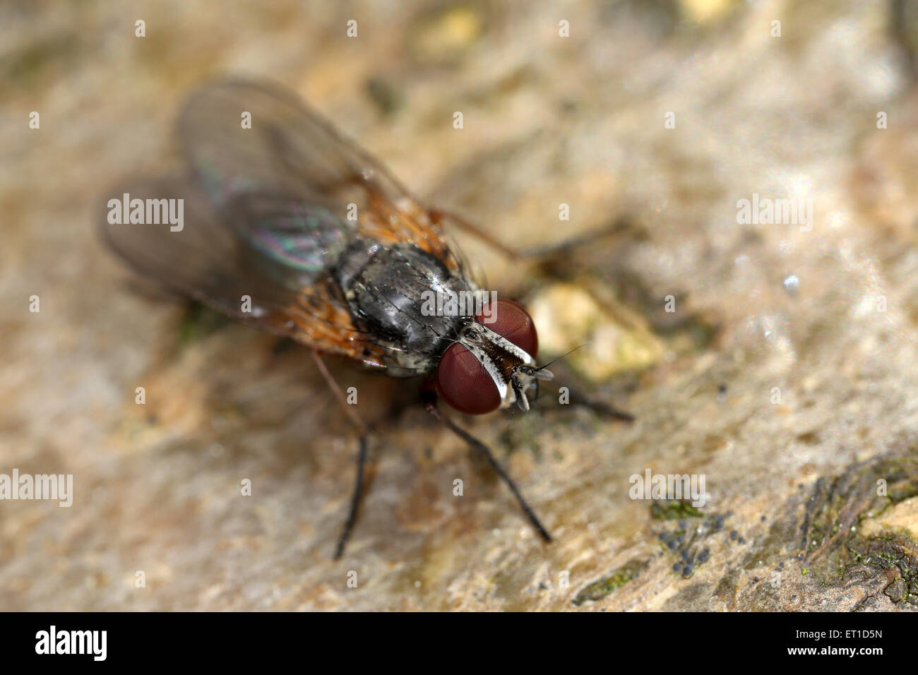 Delia radicum cabbage fly cabbage root fly root fly turnip fly