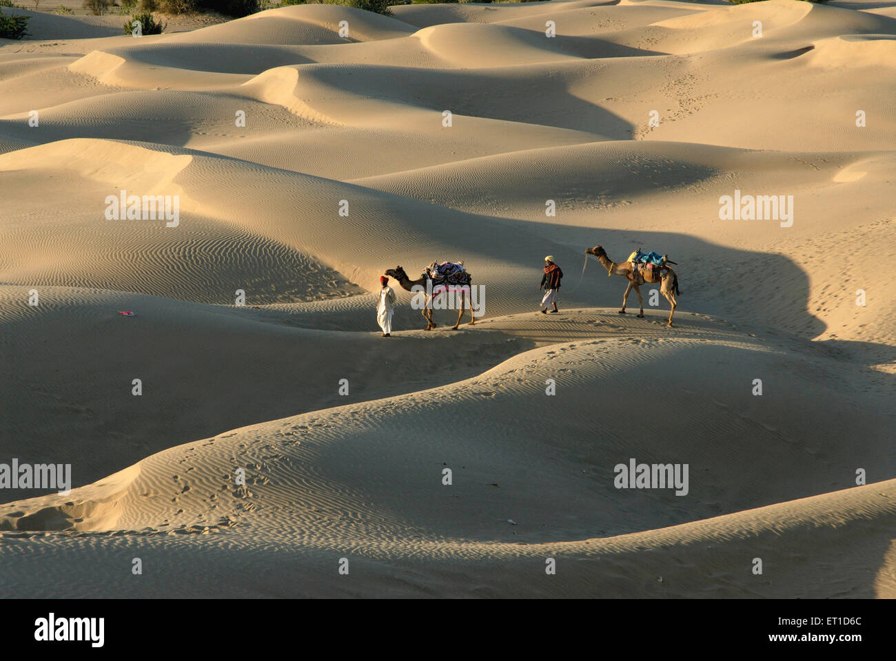 Camels with men in desert sam sand dunes ; Jaisalmer ; Rajasthan ; India Stock Photo