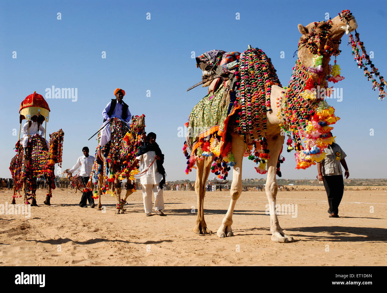 Camel march in opening ceremony of desert festival ; Jaisalmer ; Rajasthan ; India 2009 Stock Photo