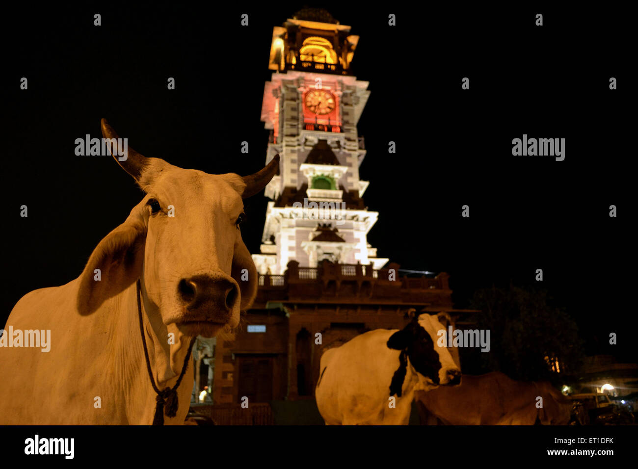 Cows are standing in front of Illuminated Ghanta ghar Jodhpur Rajasthan India Asia Stock Photo