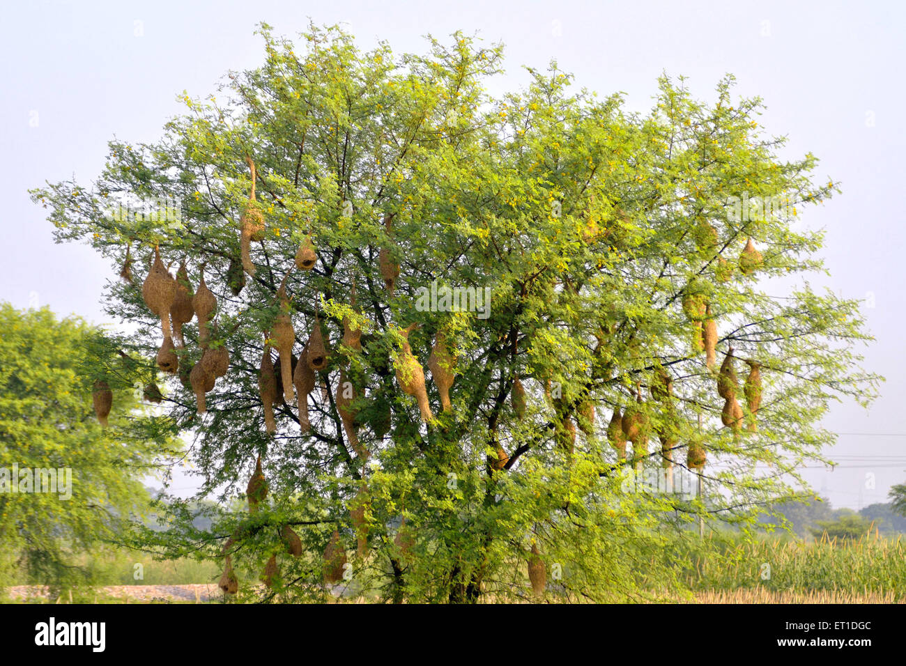Nests of Baya bird on a tree Kolkata India Asia Stock Photo