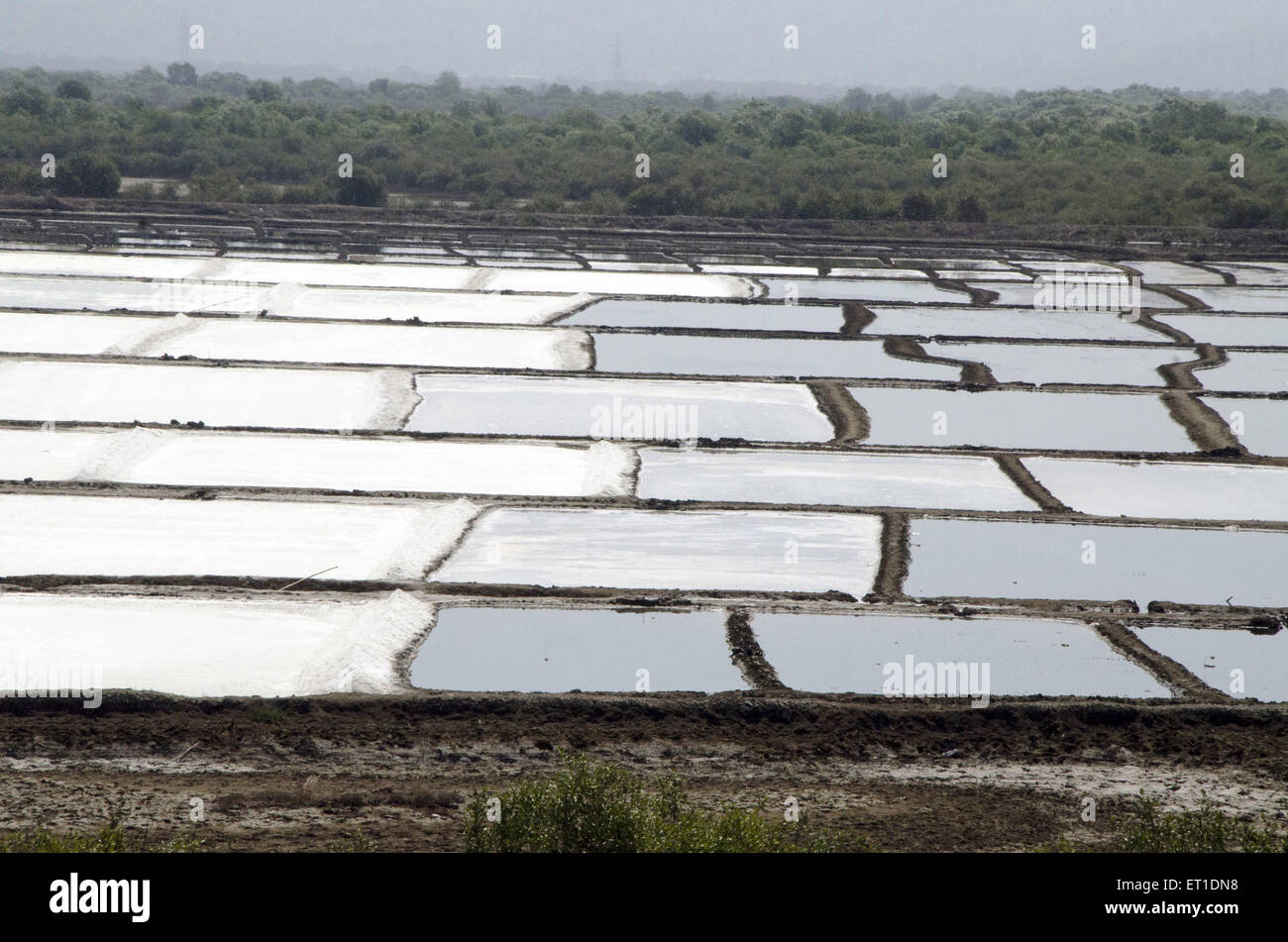 Cultivation of salt in Borivali at Mumbai Maharashtra India Stock Photo