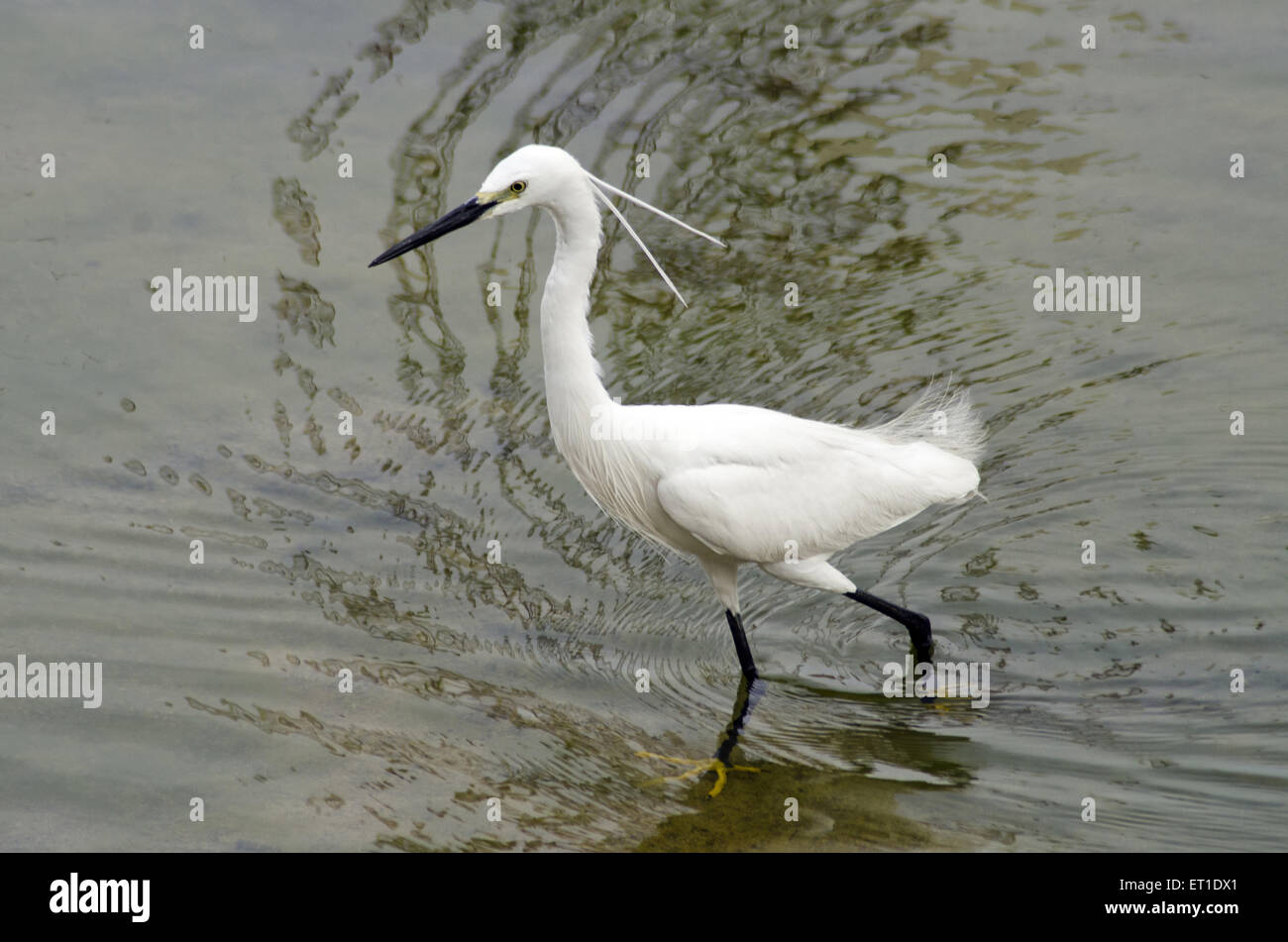 Egret in pond at Jodhpur Rajasthan India Stock Photo