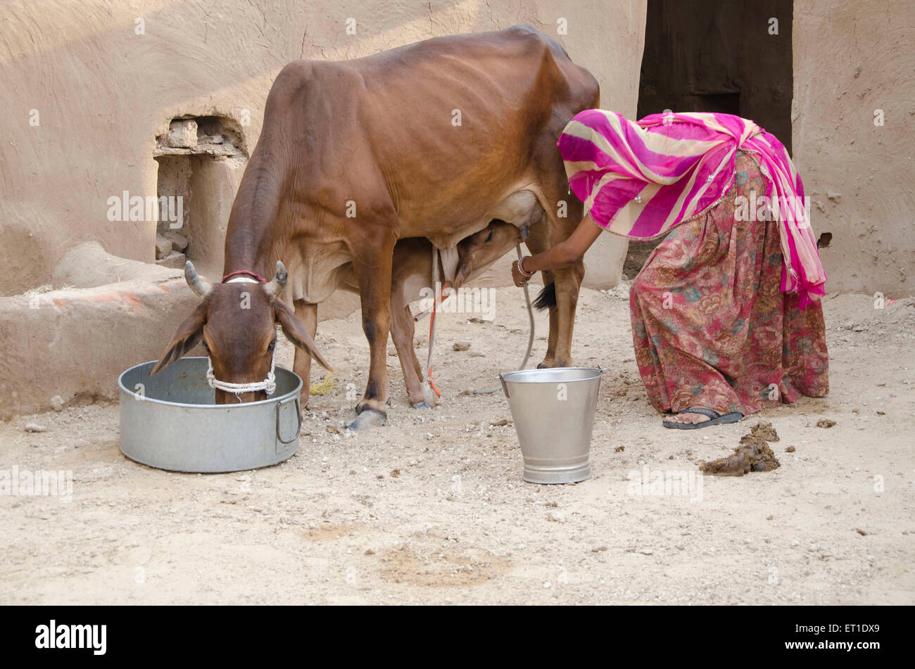 woman tying legs of cow to milk in village Bikaner Rajasthan India Asia Stock Photo
