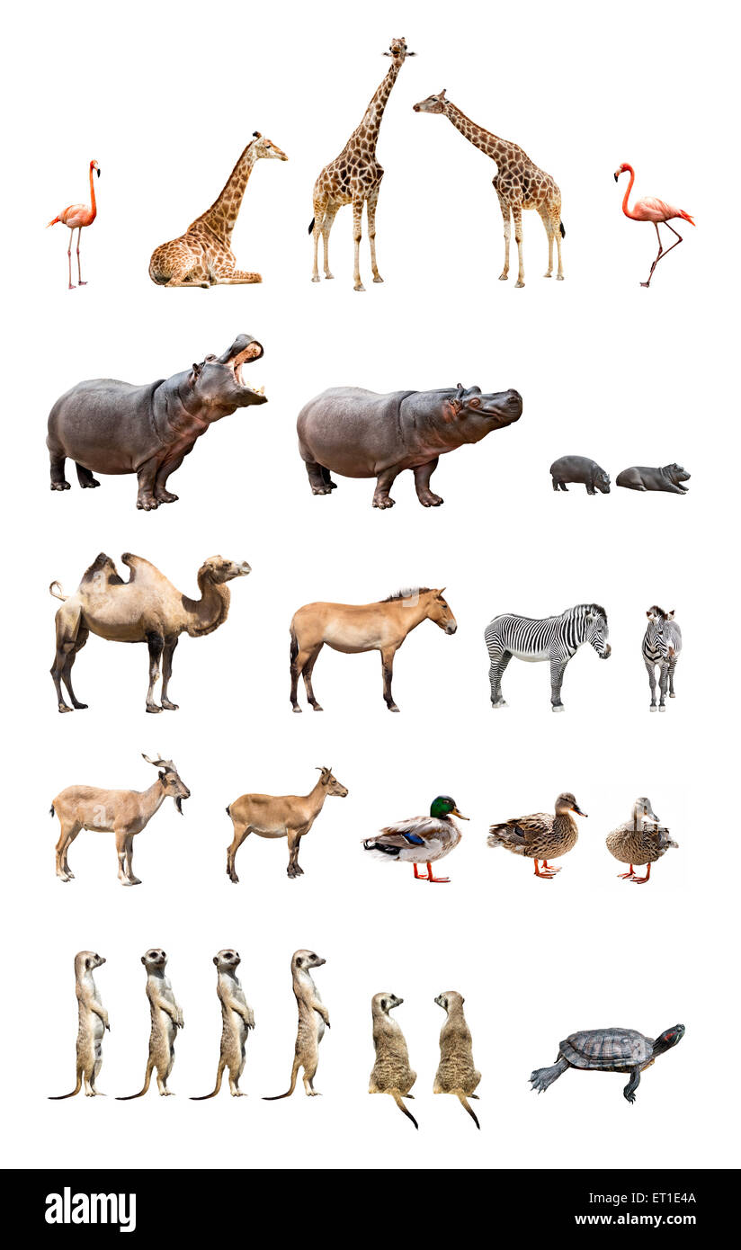 Collection of the zoo animals isolated on the white background Stock Photo