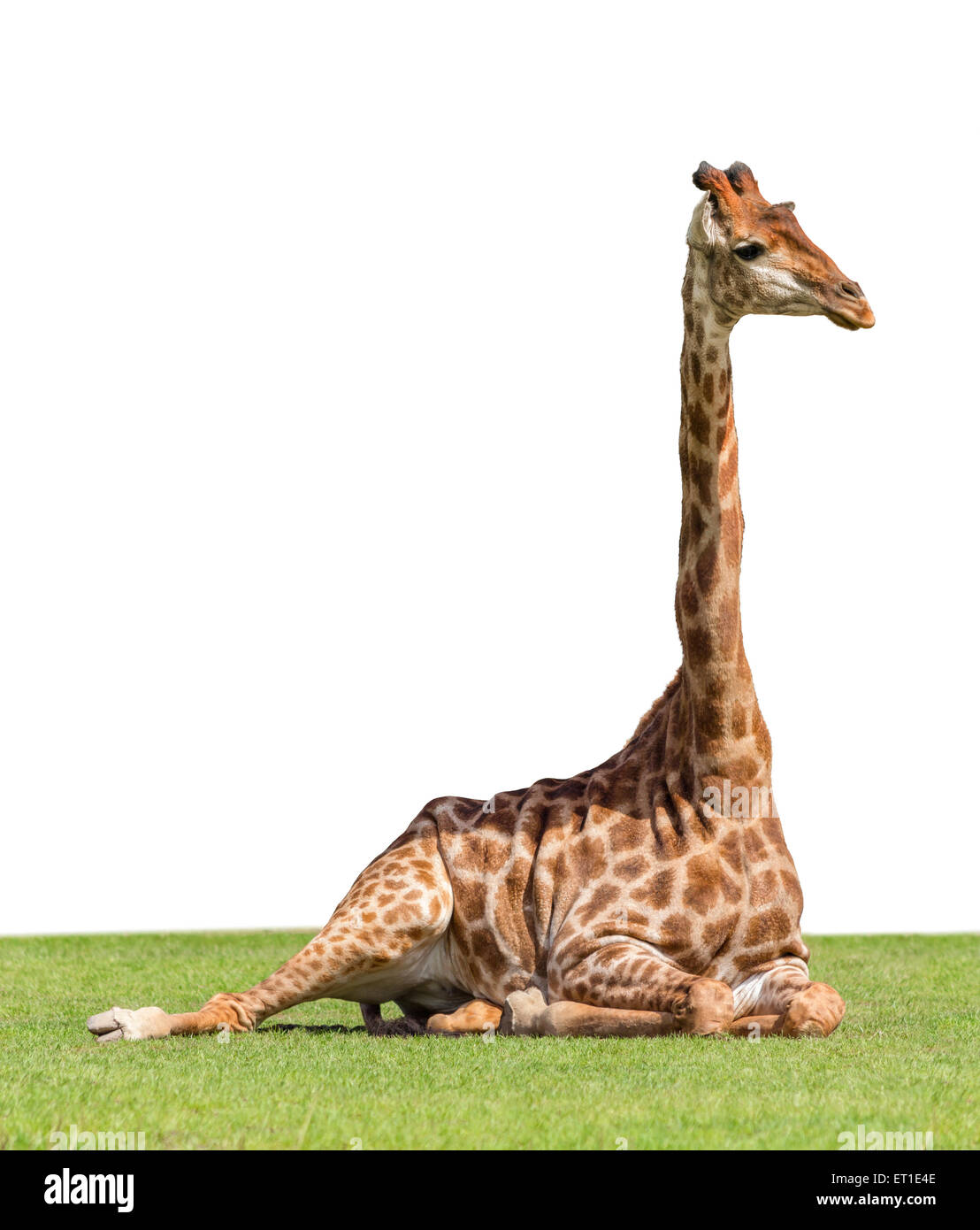 Giraffe lying ont the grass on the white background Stock Photo - Alamy