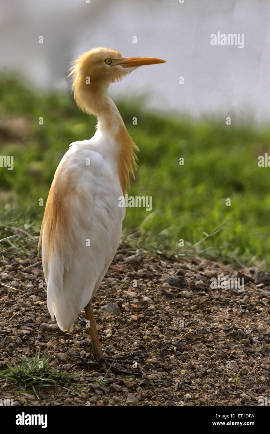Cattle Egret At Rajasthan India ET1E4W 