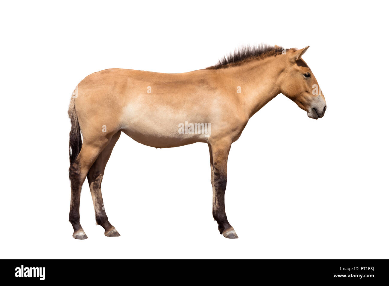 Przewalskis horse equus ferus przewalskii Cut Out Stock Images ...