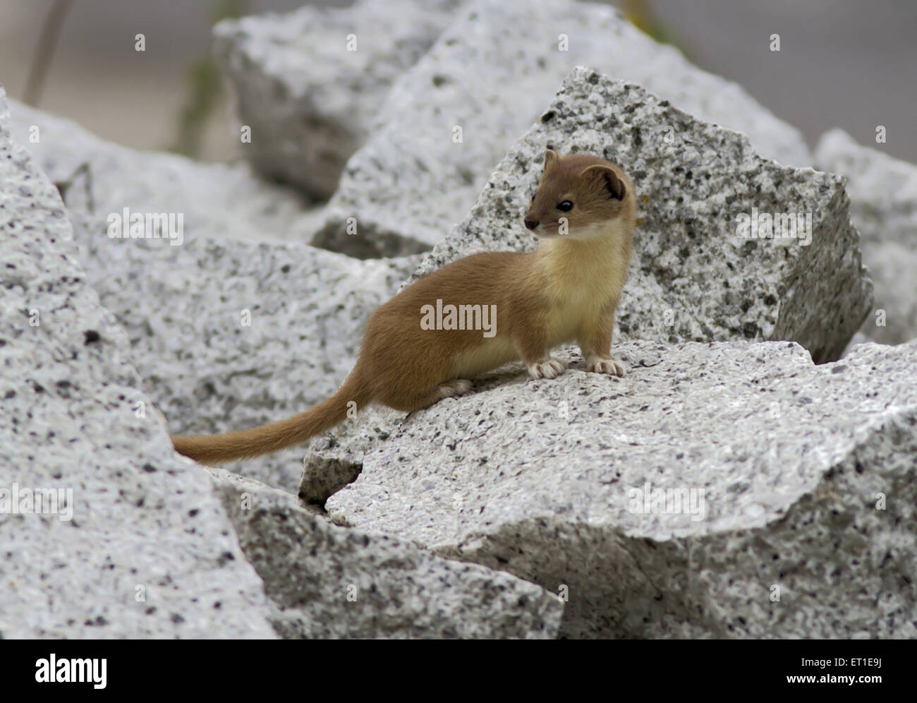 weasel in Sangla Valley at Himachel Pradesh India Stock Photo