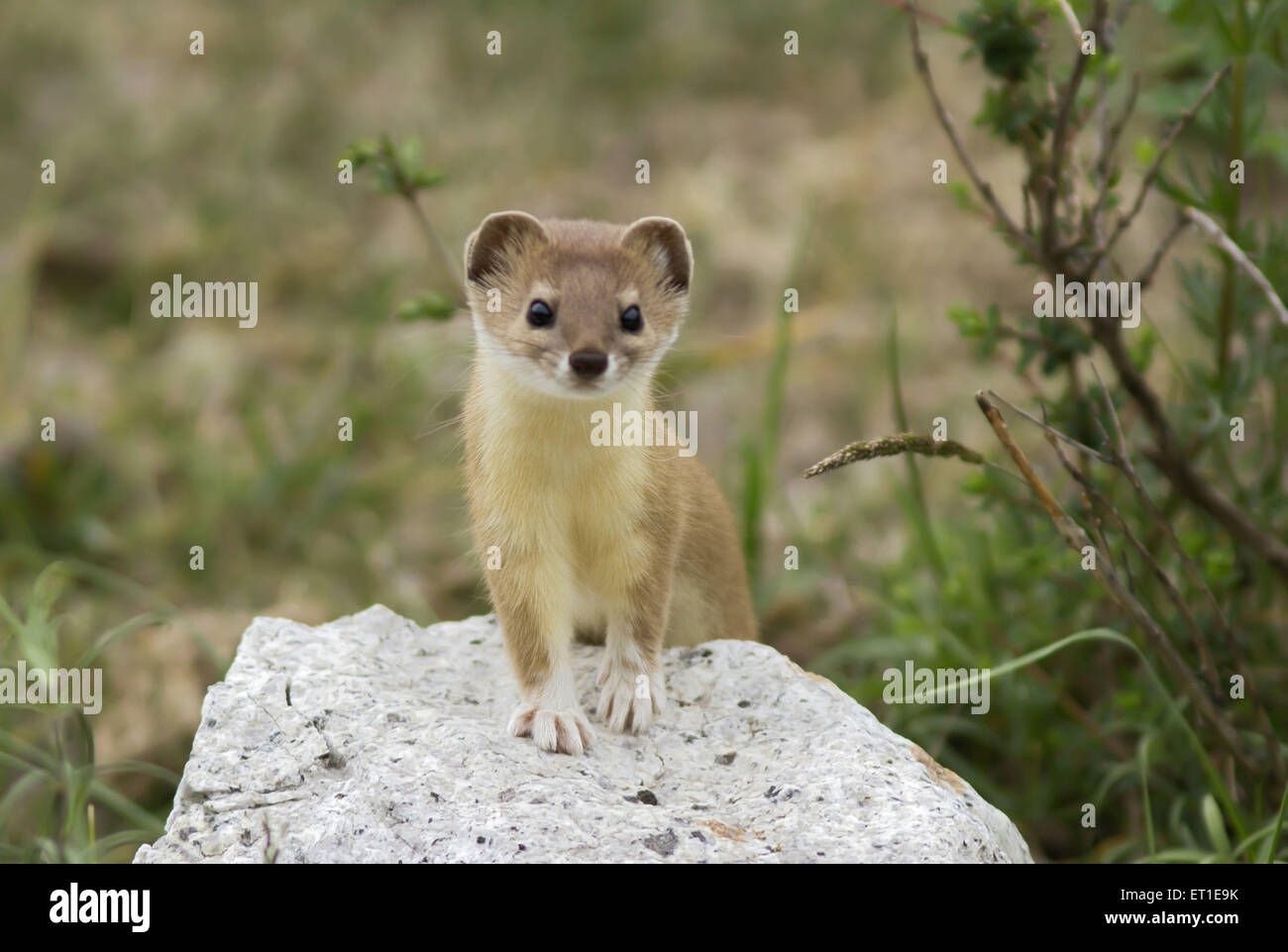 Weasel in Sangla Valley at Himachel Pradesh India least weasels, polecats, stoats, ferrets, mink Stock Photo