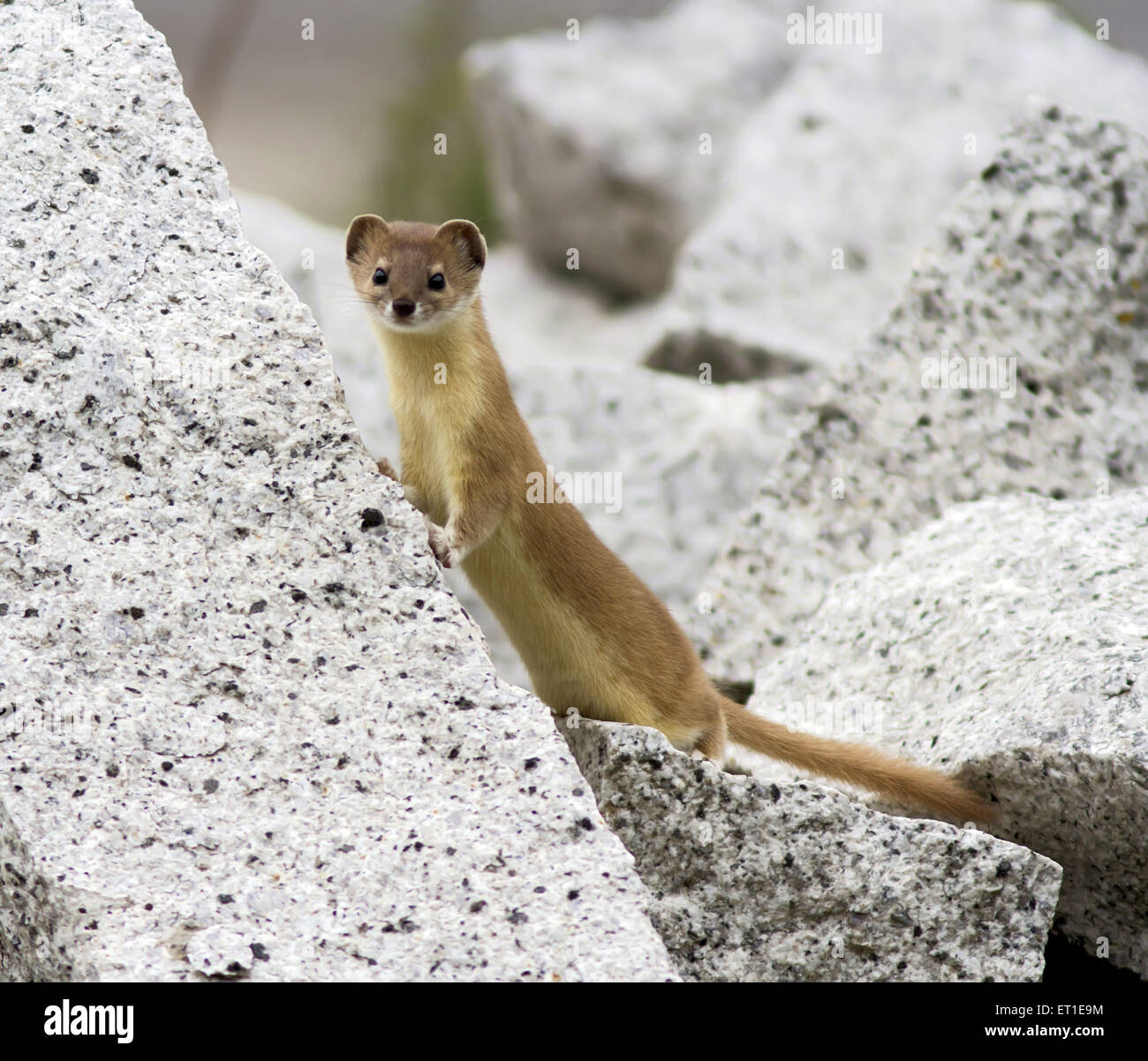 weasel in Sangla Valley at Himachel Pradesh India Stock Photo