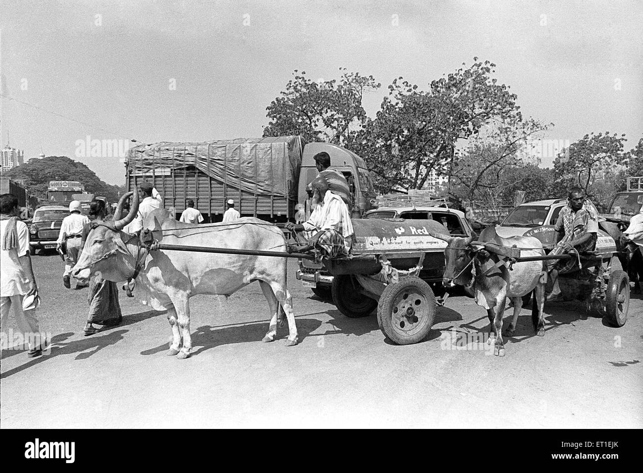 Bullock cart carrying kerosene ; Sewri ; Bombay Mumbai ; Maharashtra ; India Stock Photo