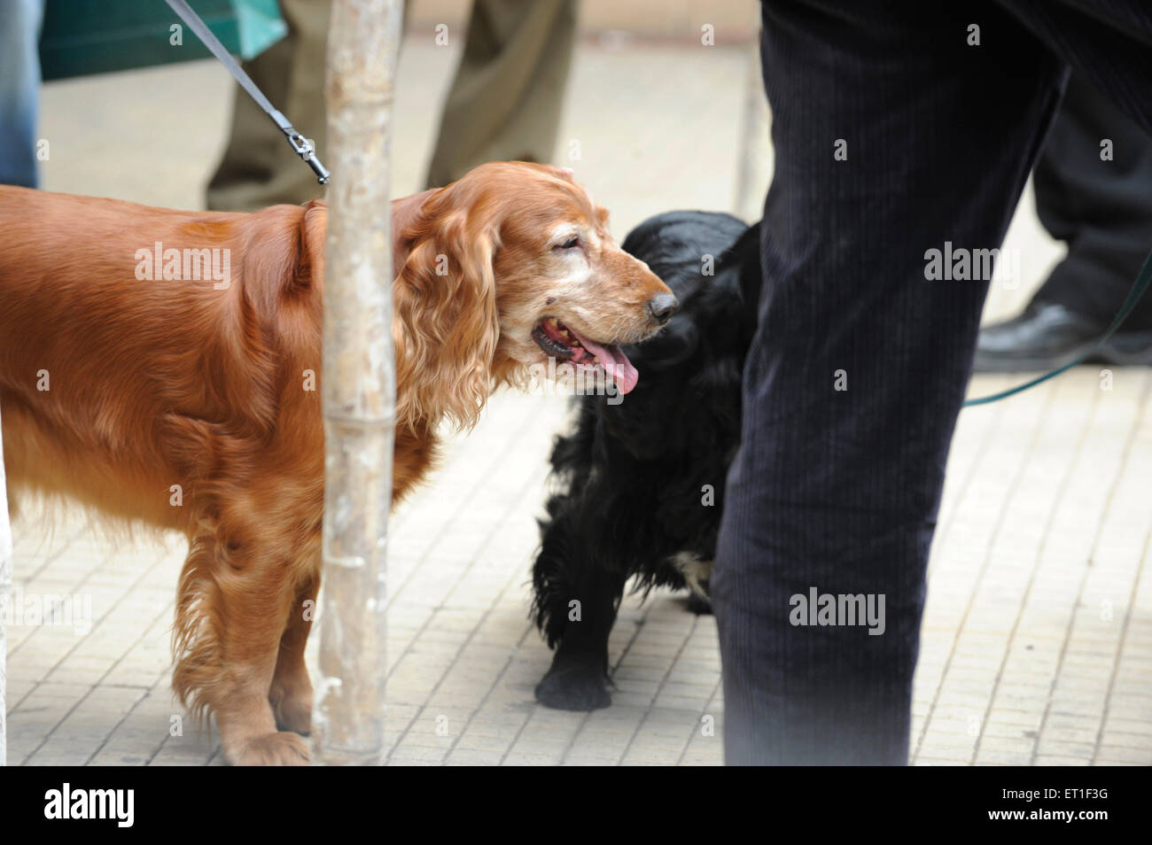 dog escaped from Oberoi Trident Hotel, 2008 Mumbai terrorist attack, Bombay, Mumbai, Maharashtra, India Stock Photo