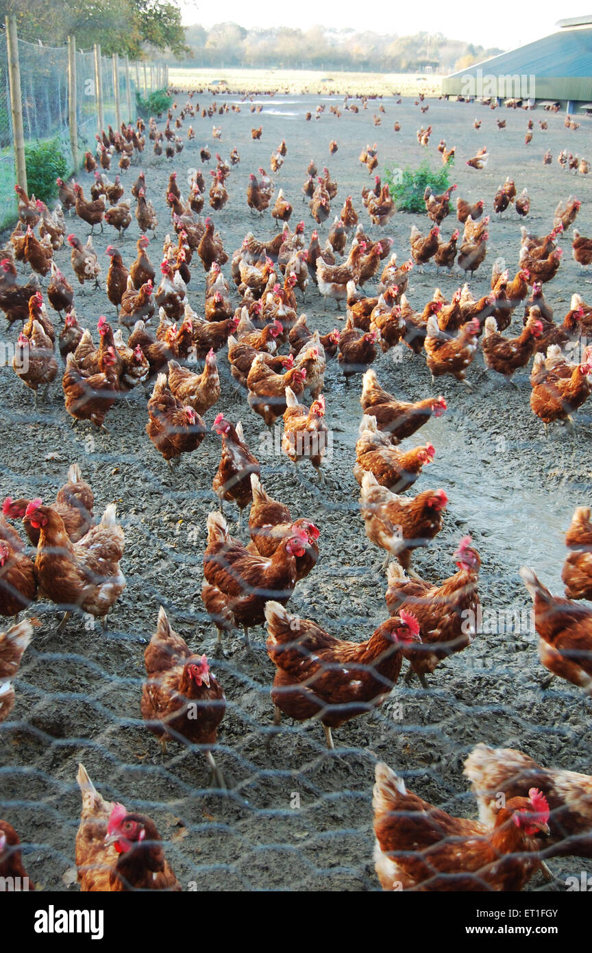 Large group of chickens on an autumn afternoon on a farm in Sussex