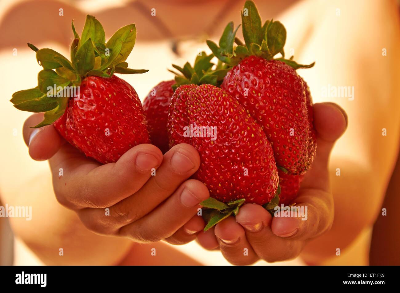 Several huge red ripe strawberries in child's hands Stock Photo