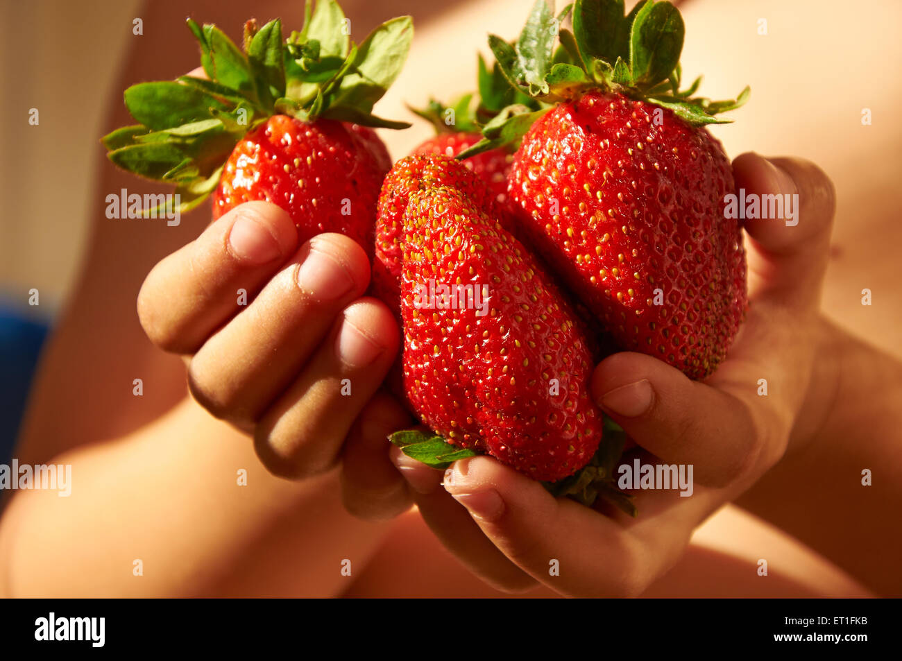 Several huge red ripe strawberries in child's hands Stock Photo