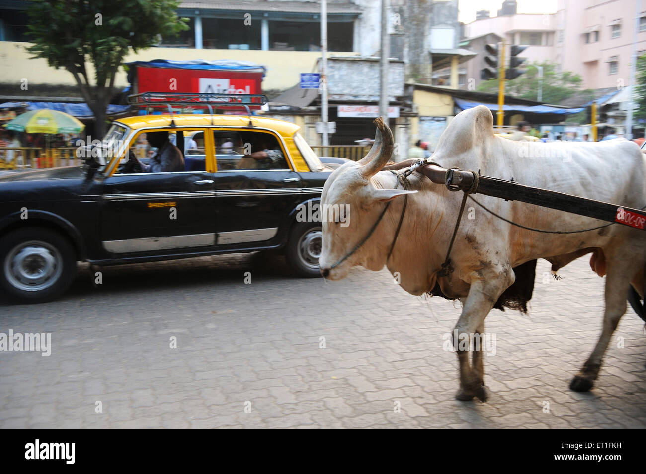 Bullock cart and taxi, Bombay, Mumbai, Maharashtra, India, Asia, Asian, Indian Stock Photo
