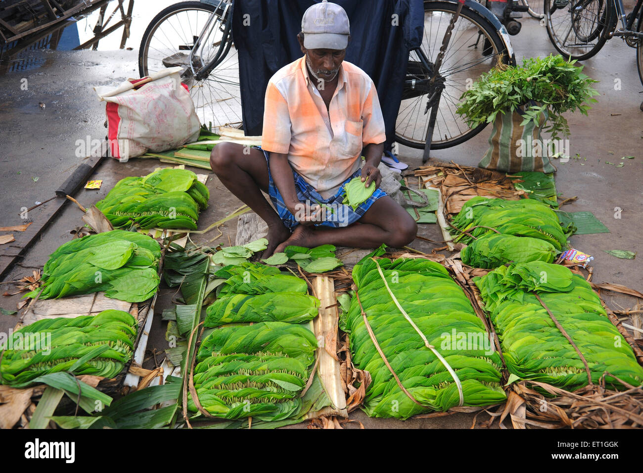 betel leaves vendor ; Tanjore ; Thanjavur  ; Tamil Nadu ; India ; Asia Stock Photo
