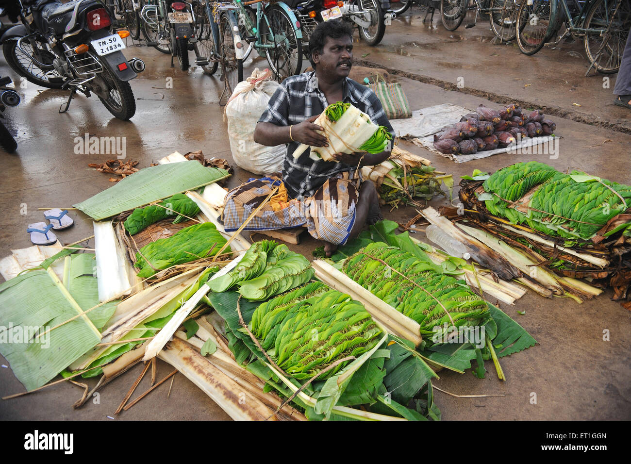 betel leaves vendor ; Tanjore ; Thanjavur  ; Tamil Nadu ; India ; Asia Stock Photo