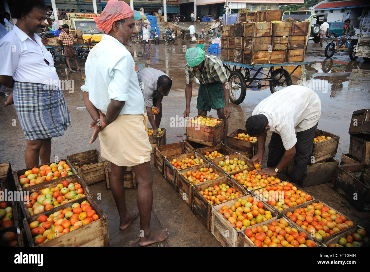 People sorting tomatoes in boxes in market ; Thanjavur  ; Tamil Nadu ; India Stock Photo