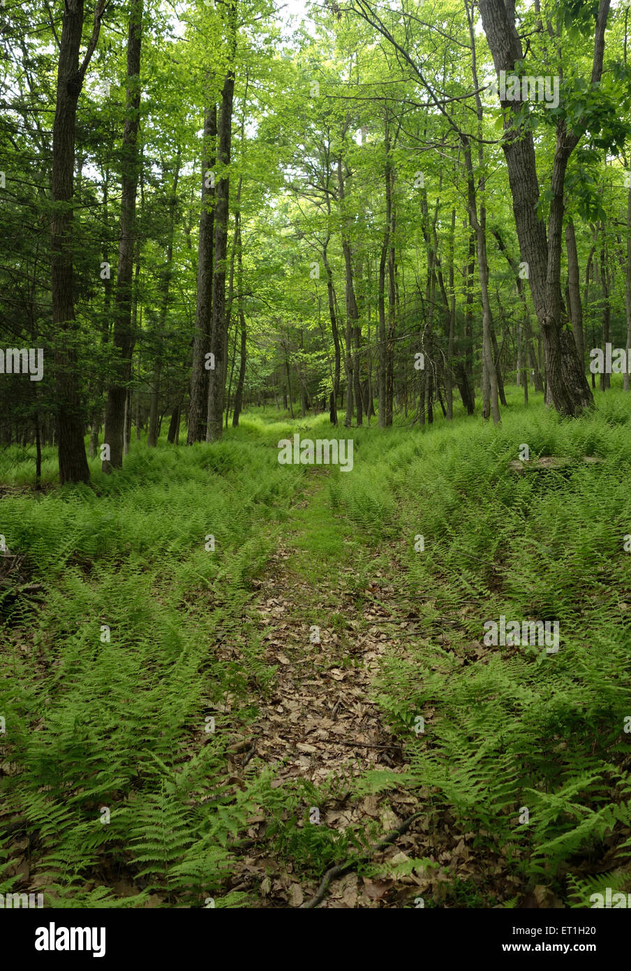 Path overgrown by Ferns, Dennstaedtia punctilobula, Hay-scented Fern, covering forest floor in spring, Pennsylvania. USA. Stock Photo