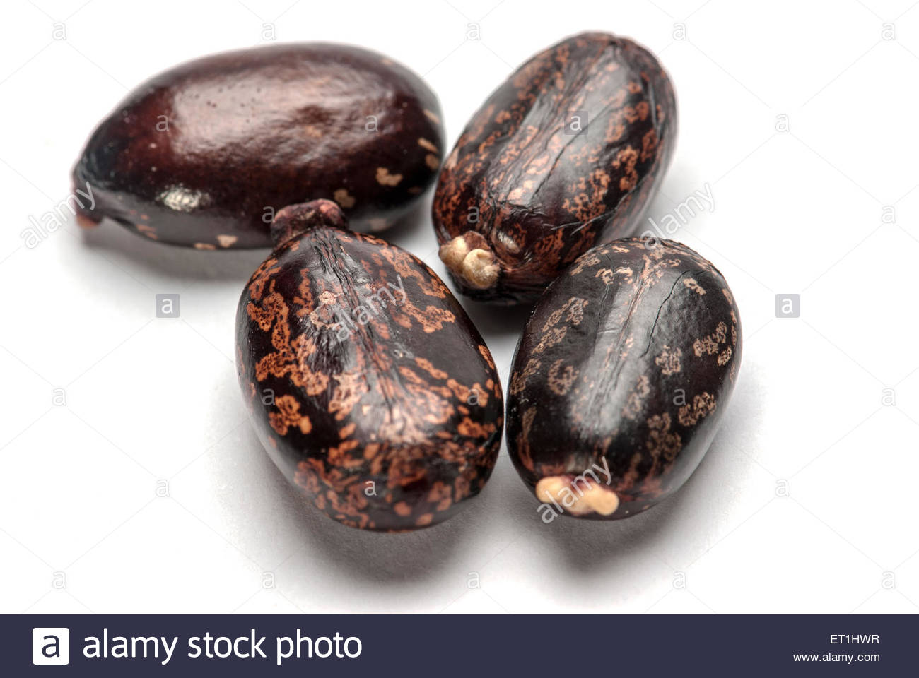Castor Seed Stock Photos & Castor Seed Stock Images Alamy