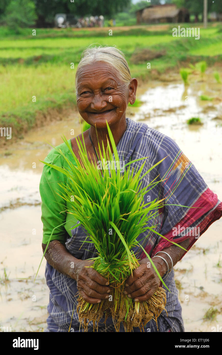 Ho tribes woman holding rice crop Chakradharpur West Singhbhum Jharkhand India Stock Photo